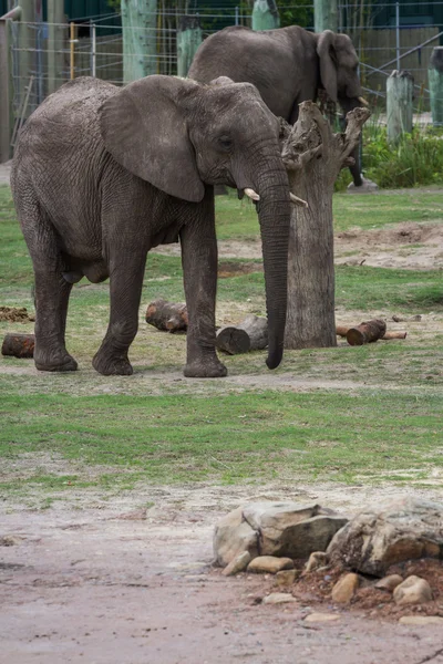 Stor elefant — Stockfoto