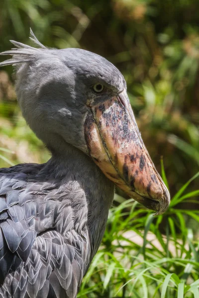 Shoebill stork — Stock Photo, Image