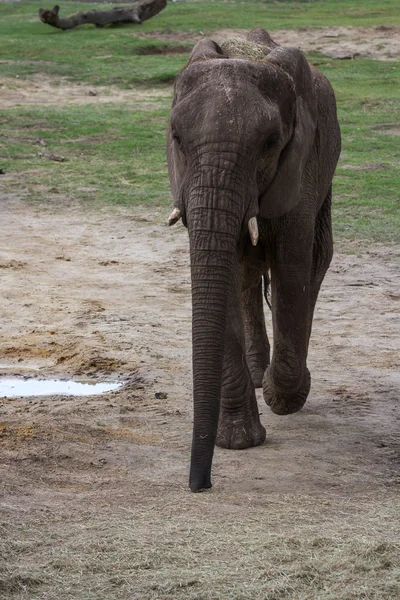 Grande elefante — Foto Stock