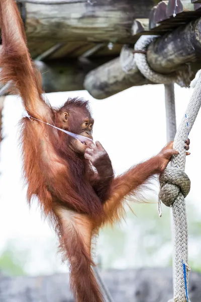 Borský orangutan - Pongo pygmaeus — Stock fotografie