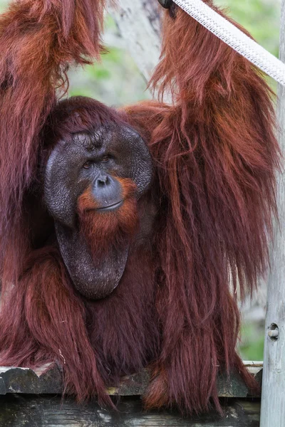 Борнейский орангутан - Pongo pygmaeus — стоковое фото