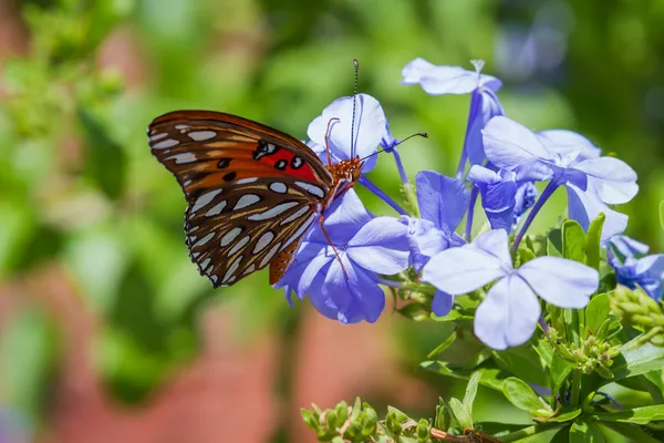 Bela borboleta laranja — Fotografia de Stock
