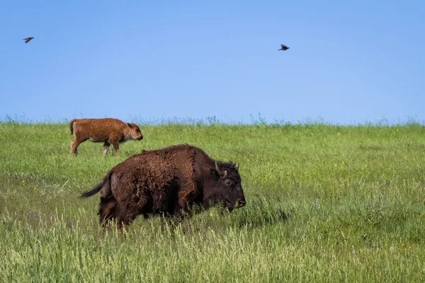 Bison in the plains — Stock Photo, Image