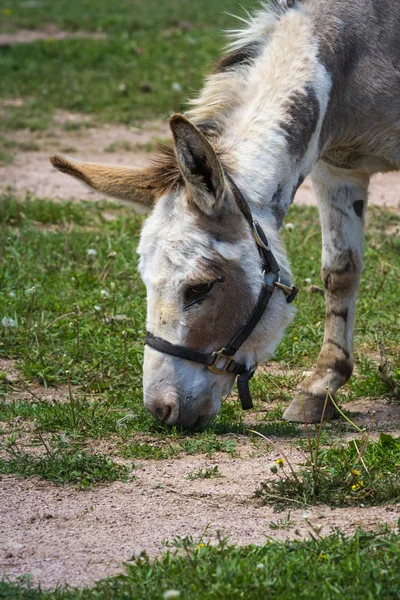 Farm donkey — Stock Photo, Image