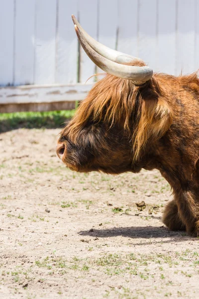 Tierras altas Bull — Foto de Stock