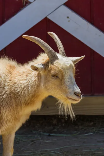 Farm goat — Stock Photo, Image