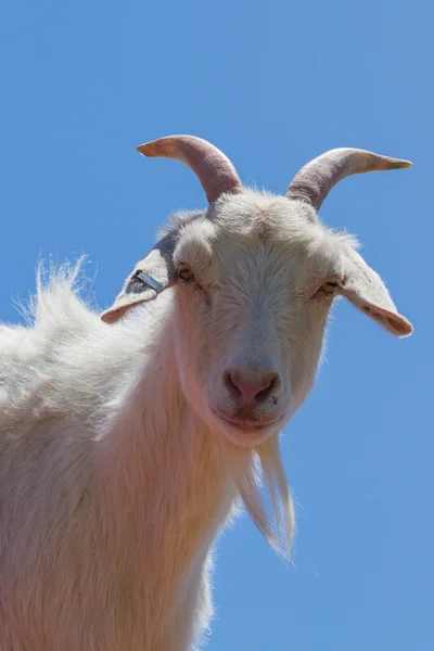 Cabra de granja — Foto de Stock