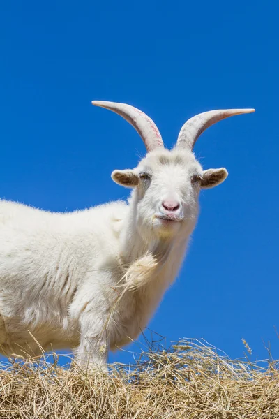 Farm goat — Stock Photo, Image