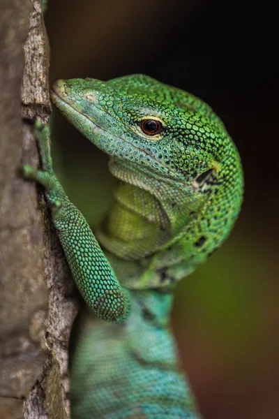 Iguana gros plan — Photo