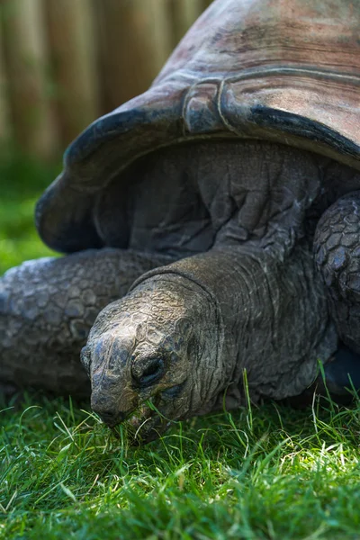 Obří želva — Stock fotografie