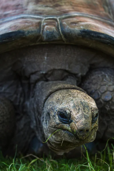 Riesenschildkröte — Stockfoto
