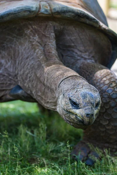 Riesenschildkröte — Stockfoto