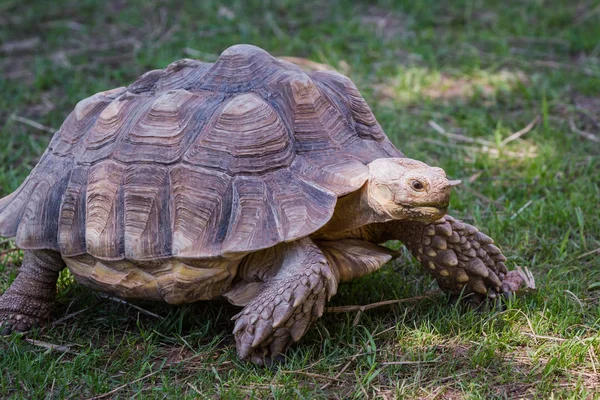 Afrika teşvik kaplumbağa — Stok fotoğraf