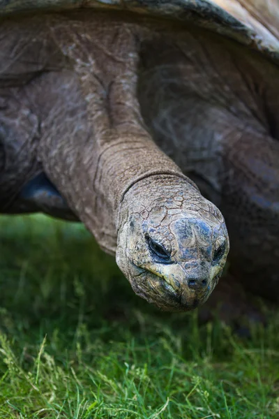 Гигантская черепаха — стоковое фото