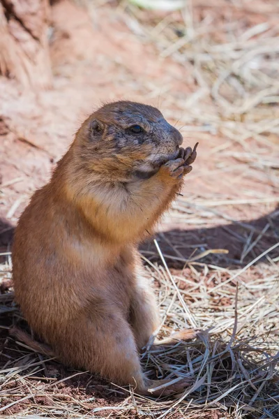 Präriehundar — Stockfoto