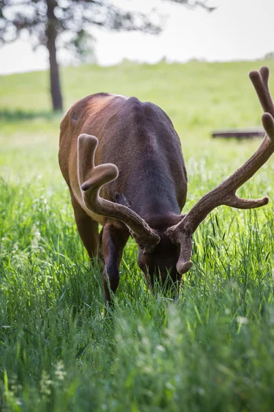 American elk — Stock Photo, Image