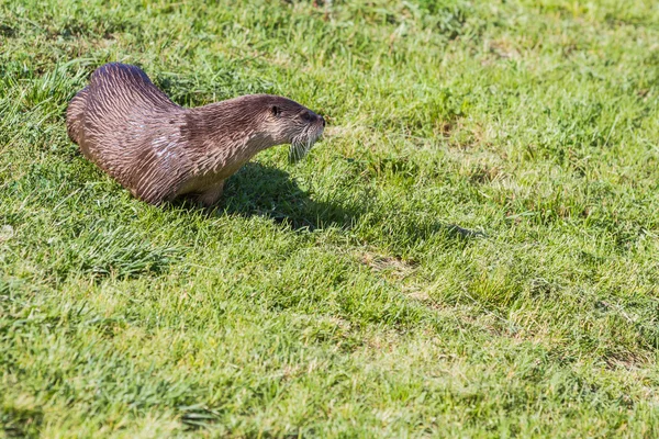 River otter — Stock Photo, Image
