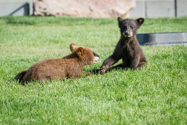 Cute bear cubs — Stock Photo, Image