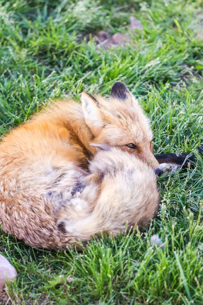 Червона лисиця в траві — стокове фото