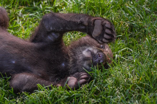 Söta svarta björnen cub — Stockfoto