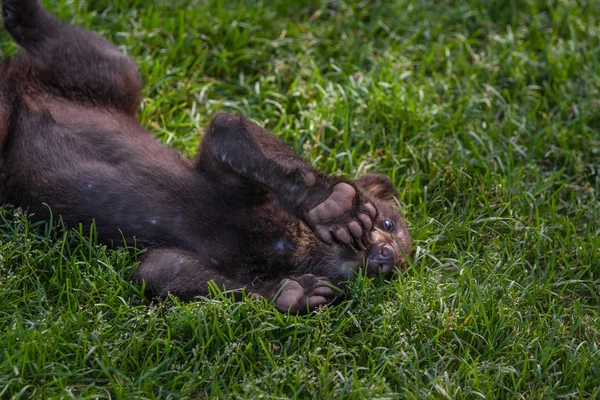 Χαριτωμένο μαύρη αρκούδα cub — Φωτογραφία Αρχείου