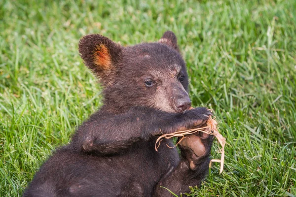 Aranyos fekete medve cub — Stock Fotó