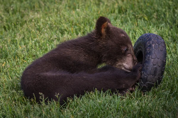 Χαριτωμένο μαύρη αρκούδα cub — Φωτογραφία Αρχείου