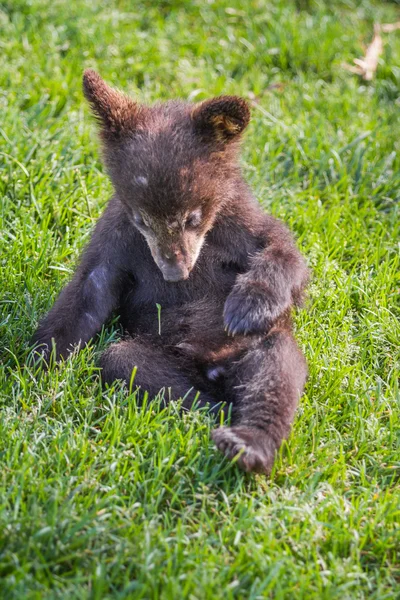 Schattig zwarte beer cub — Stockfoto