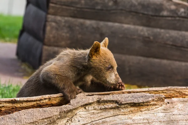 Aranyos barna medve cub — Stock Fotó