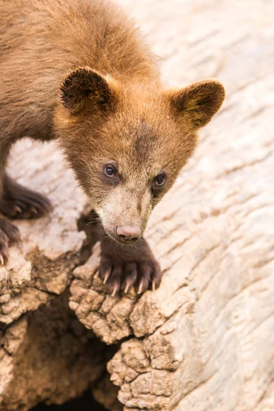 Schattig bruine beer cub — Stockfoto