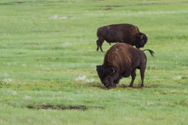 Amerykański bufalo — Zdjęcie stockowe