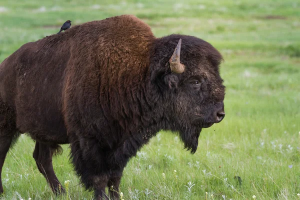 Bufalo americano — Foto de Stock