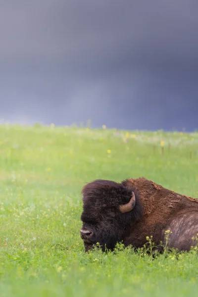 Bufalo americano — Foto Stock