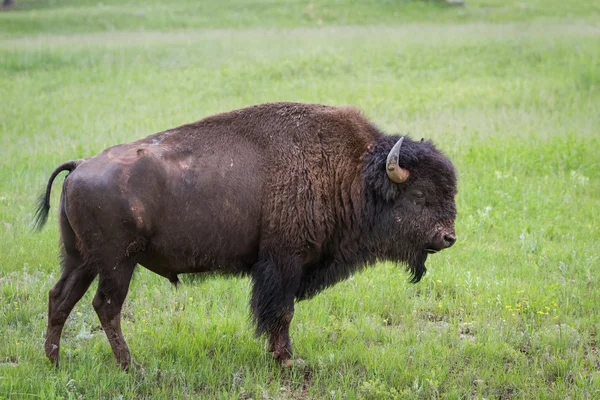 Bufalo americano — Foto de Stock