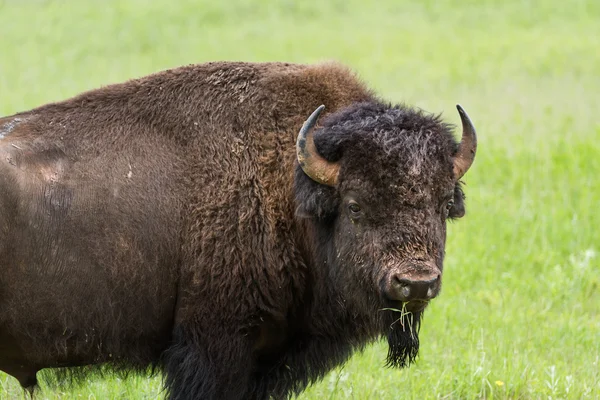 Amerikanska bufalo — Stockfoto