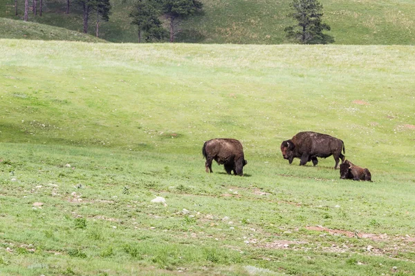 Wild bufalo — Stockfoto