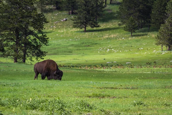 Американський bufalo — стокове фото