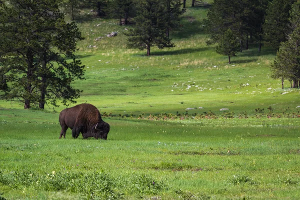 Bufalo americano — Foto de Stock