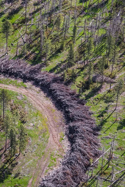 Aerial view of the black hills after the pine beetle — Stock Photo, Image