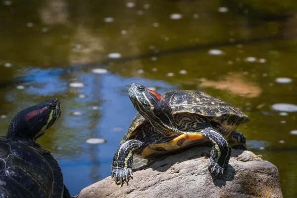 Turtle on a rock — Stock Image Turtle on a rock Stock Picture