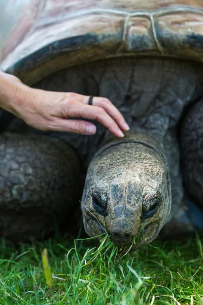 Giant tortoise — Stock Image Giant tortoise Stock Picture