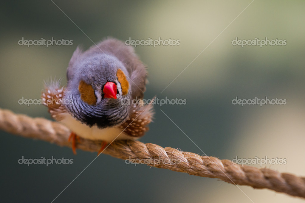Petit Oiseau Bleu Gris Avec Des Joues Orange Photographie