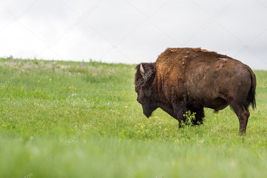 american bufalo 