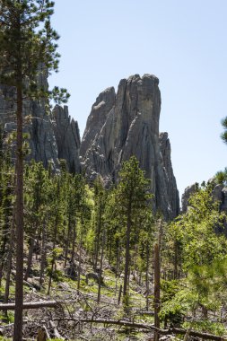 custer state park, Güney dakota'da yürüyüş