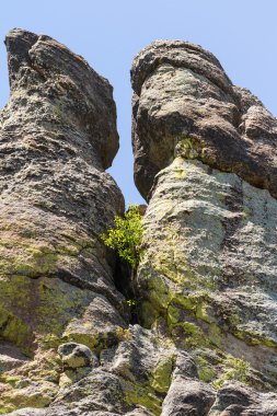 custer state park, Güney dakota'da yürüyüş