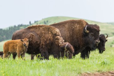 Amerikan buffalo 