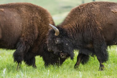 Amerikan buffalo 