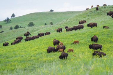 Amerikan buffalo 