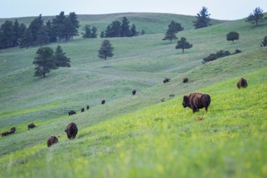 Amerikan buffalo 