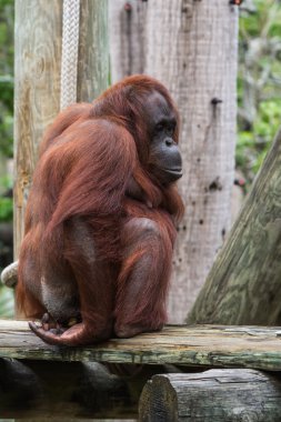 Bornean orangutanı - Pongo pigmaeus